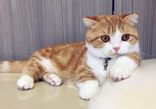 娱乐吃瓜酱母猫,揭秘娱乐圈幕后故事